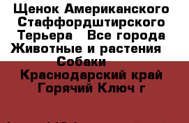 Щенок Американского Стаффордштирского Терьера - Все города Животные и растения » Собаки   . Краснодарский край,Горячий Ключ г.